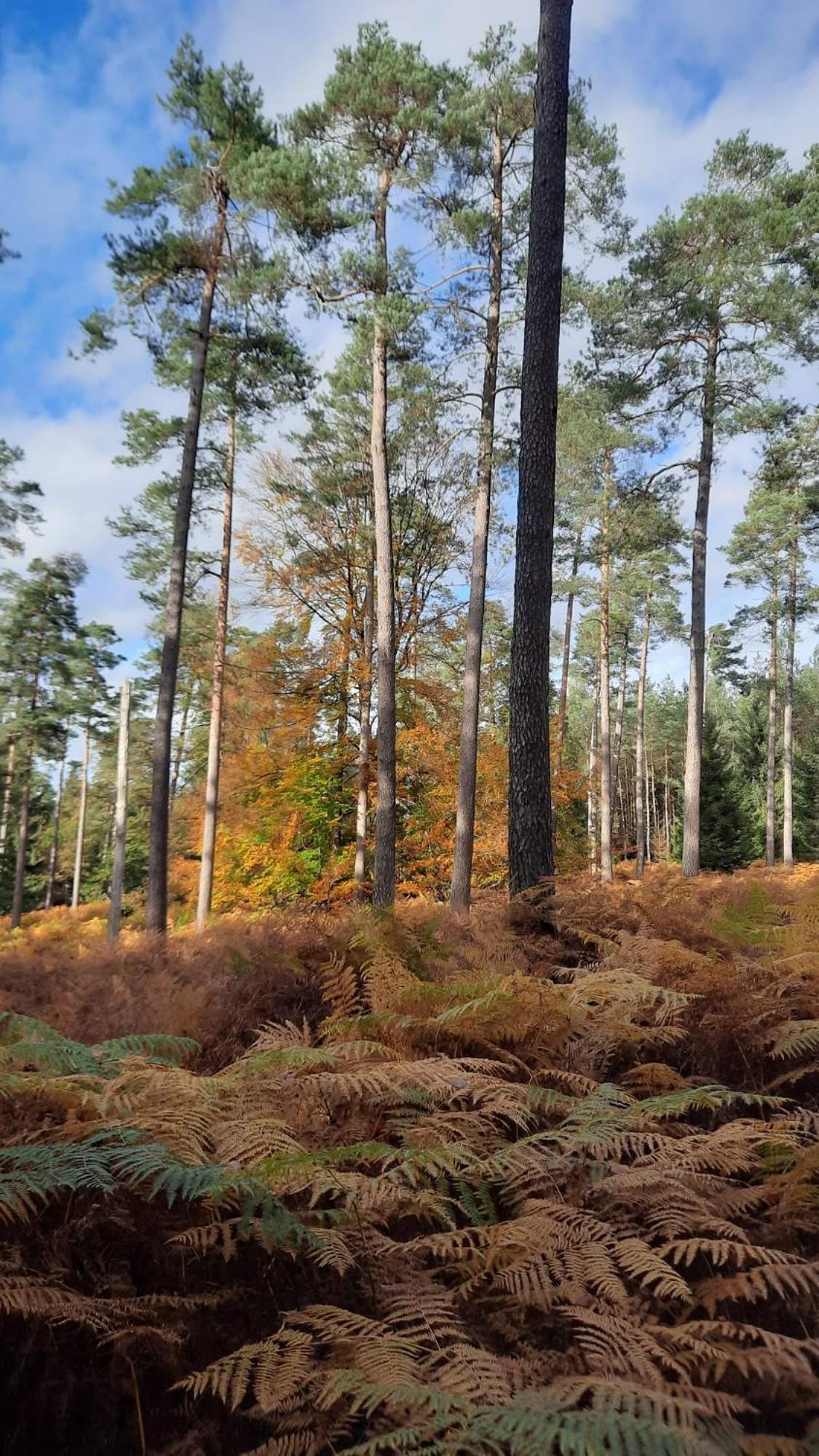 Апартаменты Au Coin Des Fagnes Жале Экстерьер фото